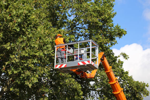 Reliable Tres Arroyos, NM Tree Removal and Landscaping Services Solutions